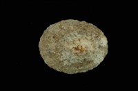 藏品(花笠螺)的圖片